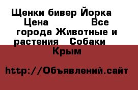 Щенки бивер Йорка  › Цена ­ 30 000 - Все города Животные и растения » Собаки   . Крым